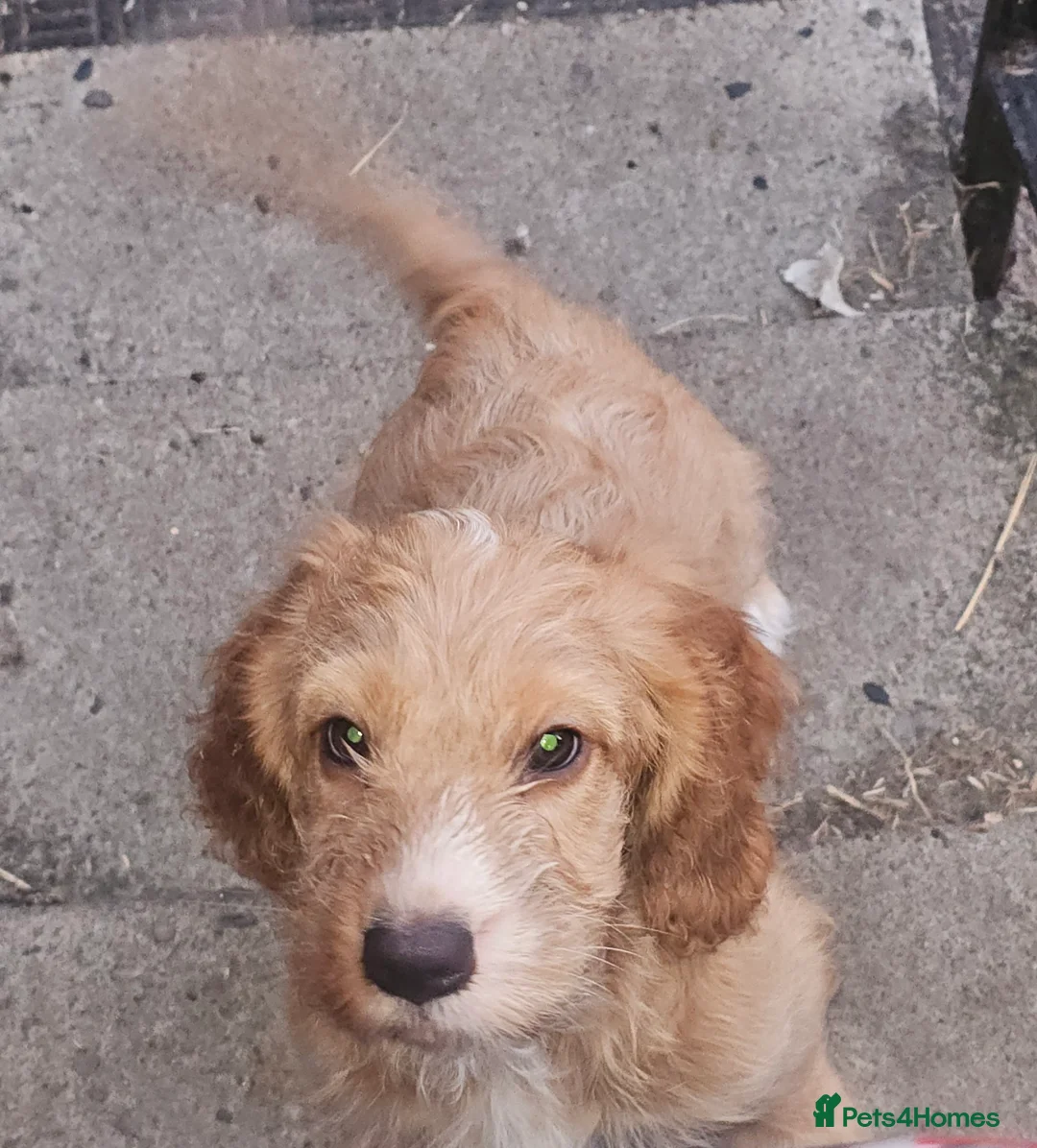 Cockapoo dogs for sale: Three Cockapoo Puppies Ready Now! - Advert 2
