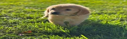 Golden Retriever dogs for sale: Beautiful Purebred golden retriever puppies - Advert 5