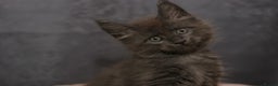 Maine Coon cats for sale: Mainecoon kittens TICA REGISTERED stunning - Advert 29