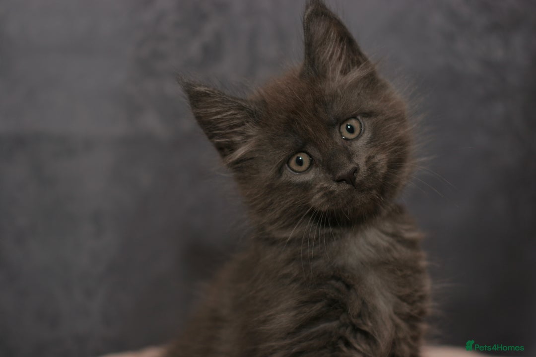 Maine Coon cats for sale: Mainecoon kittens TICA REGISTERED stunning - Advert 29