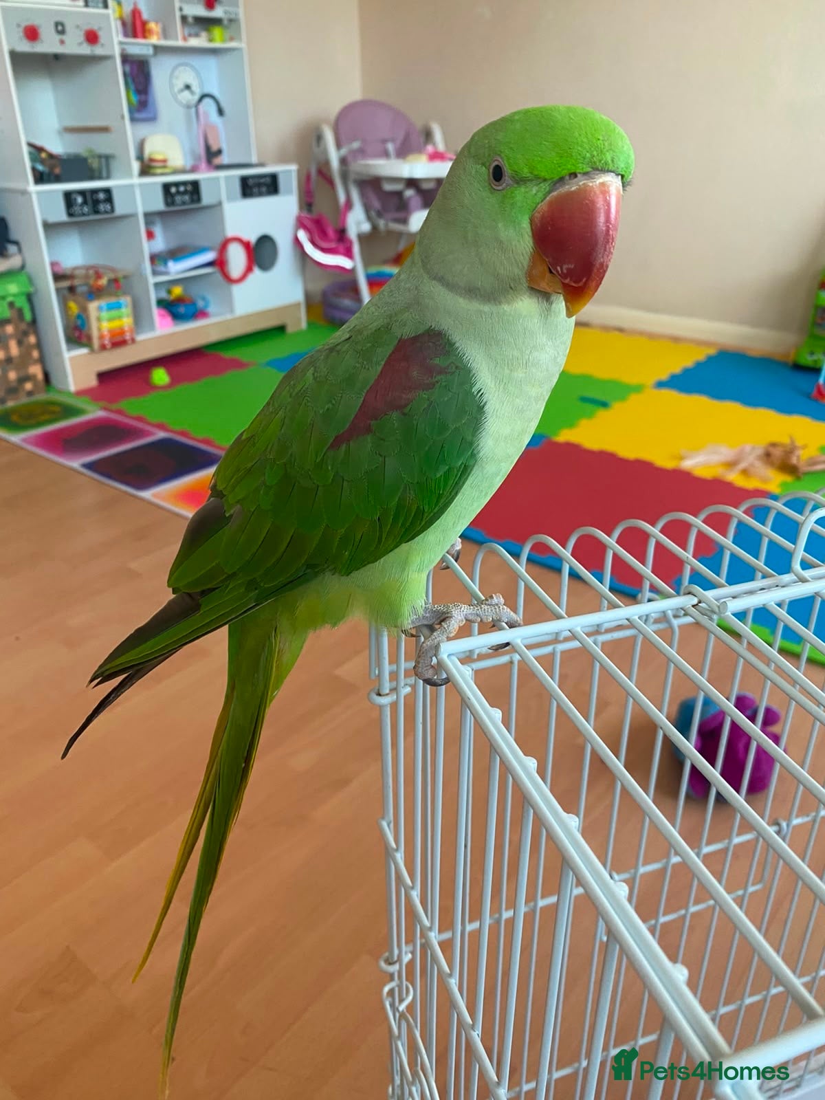 Conures birds Alexandrine Parakeet male Parrot 21 months old  - Advert 16