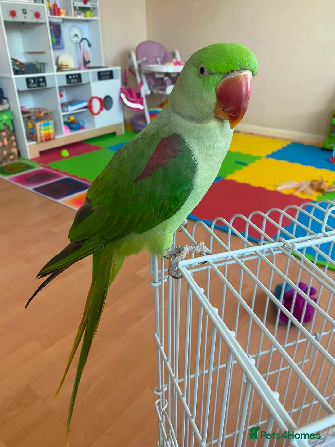 Conures birds for sale: Alexandrine Parakeet male Parrot 21 months old  - Advert 1