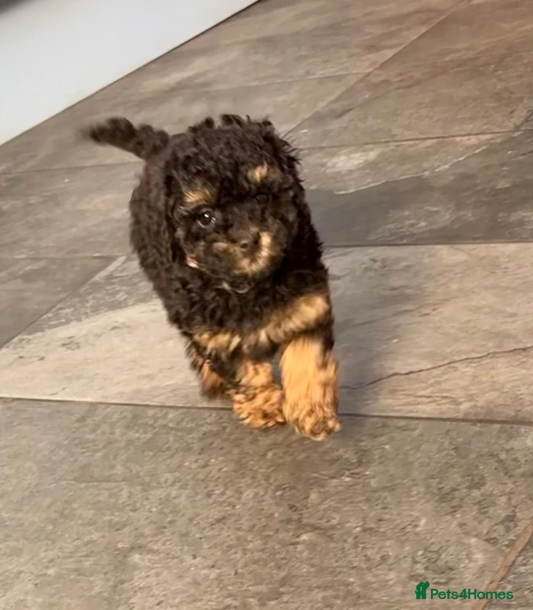 Toy Poodle dogs for sale: 3 Stunning Phantom KC Toy Poodle Puppies - Advert 1