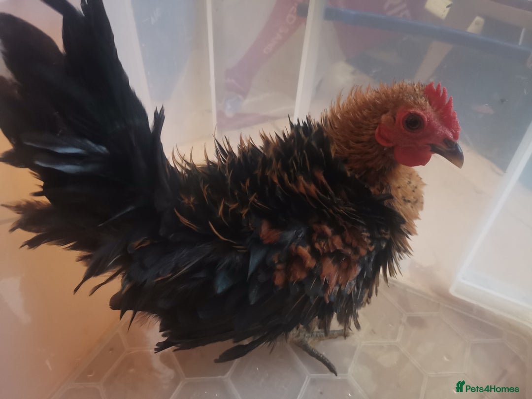 Chickens poultry for sale: Silkied Serama+Frizzled Pekin/Bantam roos & hens  - Image 2