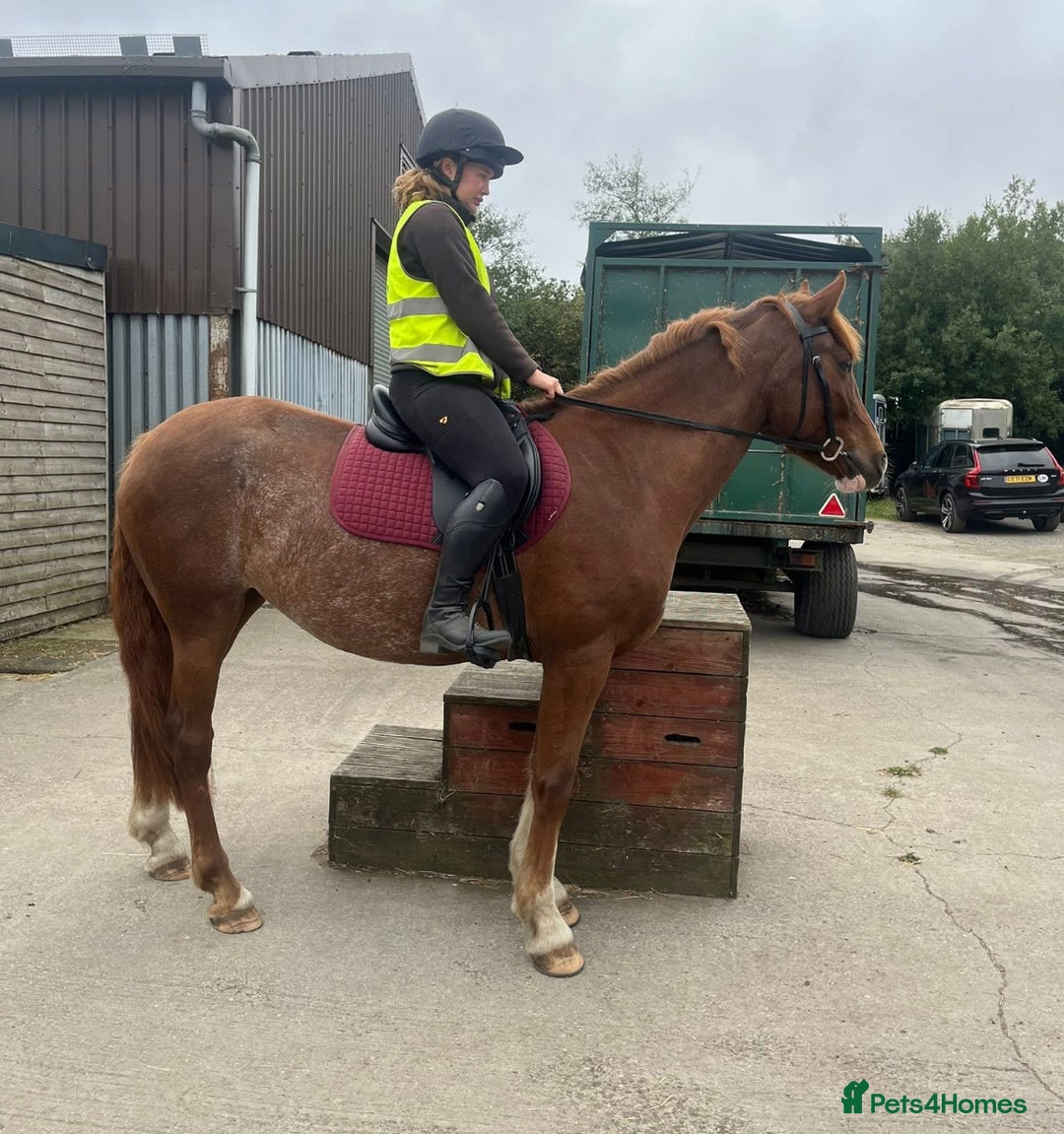 Clydesdale horses for sale: 4yo Clydesdale x Sports Horse Mare –16h - Image 5