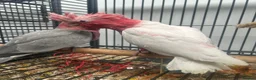 Parrots birds for sale: Hand Reared Cuddly Baby Galah Cockatoos  - Advert 4