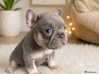 French Bulldog dogs Gorgeous French girls available - Advert 1