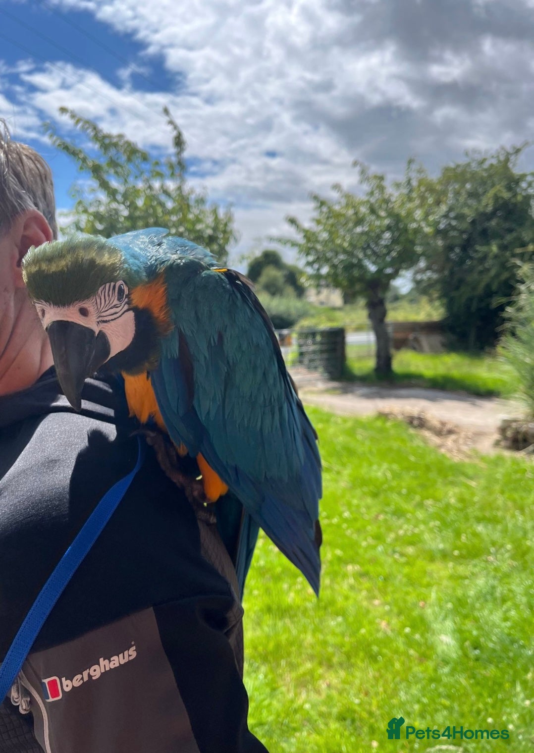 Macaws birds Blue and gold  - Advert 1