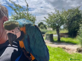 Macaws birds Blue and gold - Advert 1