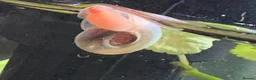 Snails fish for sale: Ramshorn snails in Crawley - Advert 1