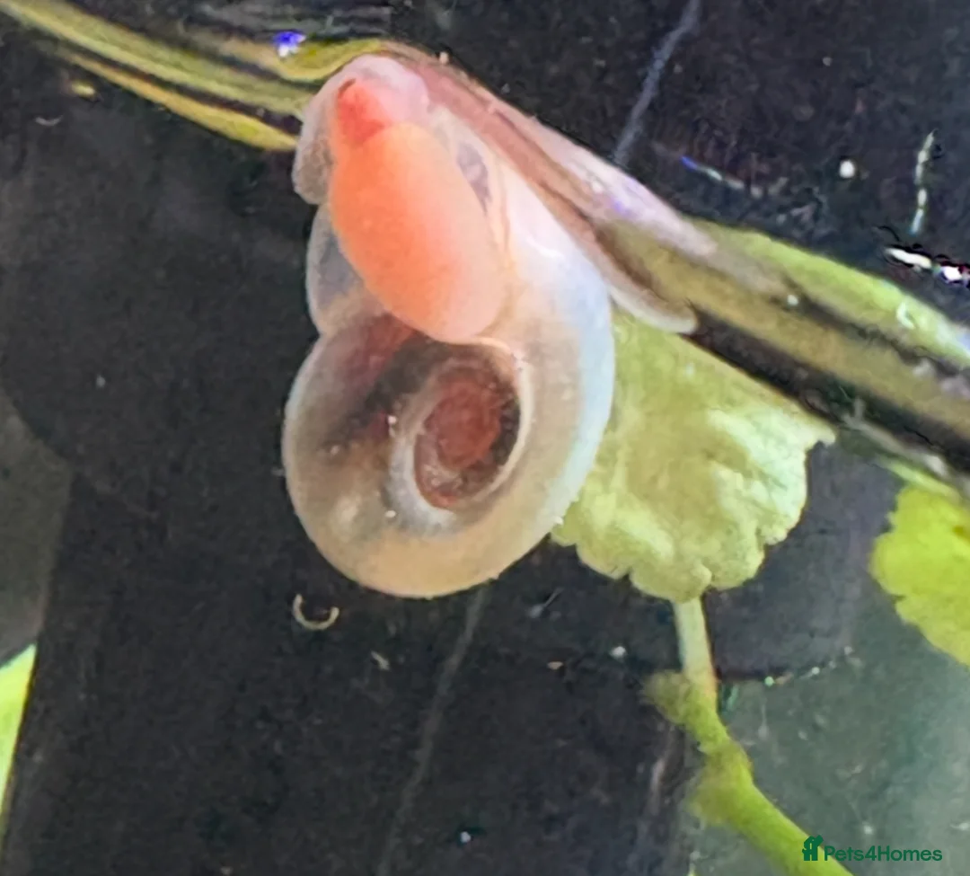 Snails fish for sale: Ramshorn snails in Crawley - Advert 1