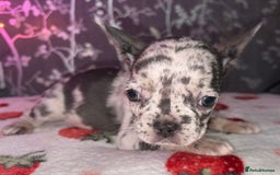 French Bulldog dogs for sale: French bulldog puppy’s - Image 7