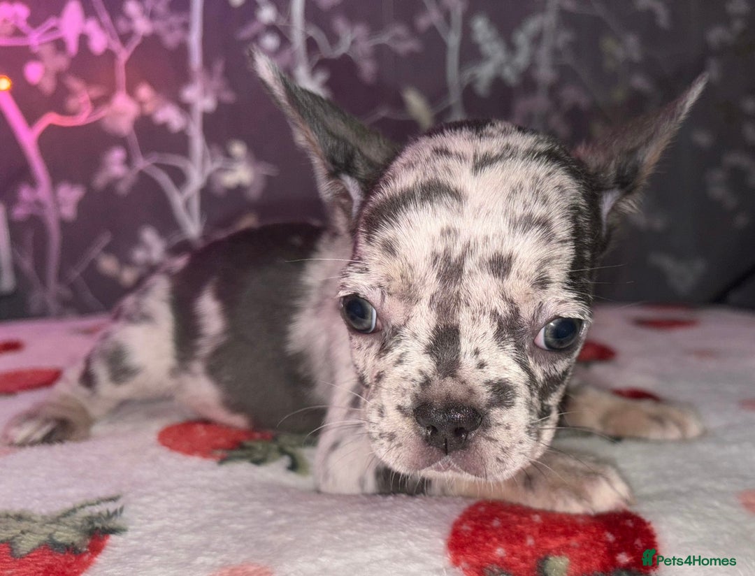 French Bulldog dogs for sale: French bulldog puppy’s - Image 7