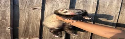 Ferret rodents for sale: Neutered males  - Advert 3