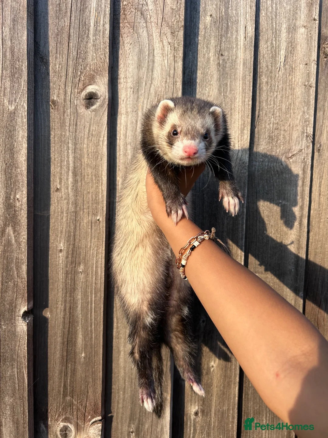 Ferret rodents for sale: Neutered males  - Advert 3