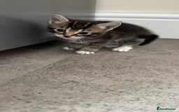 Mixed Breed cats for sale: Mixed breed kittens  - Image 3