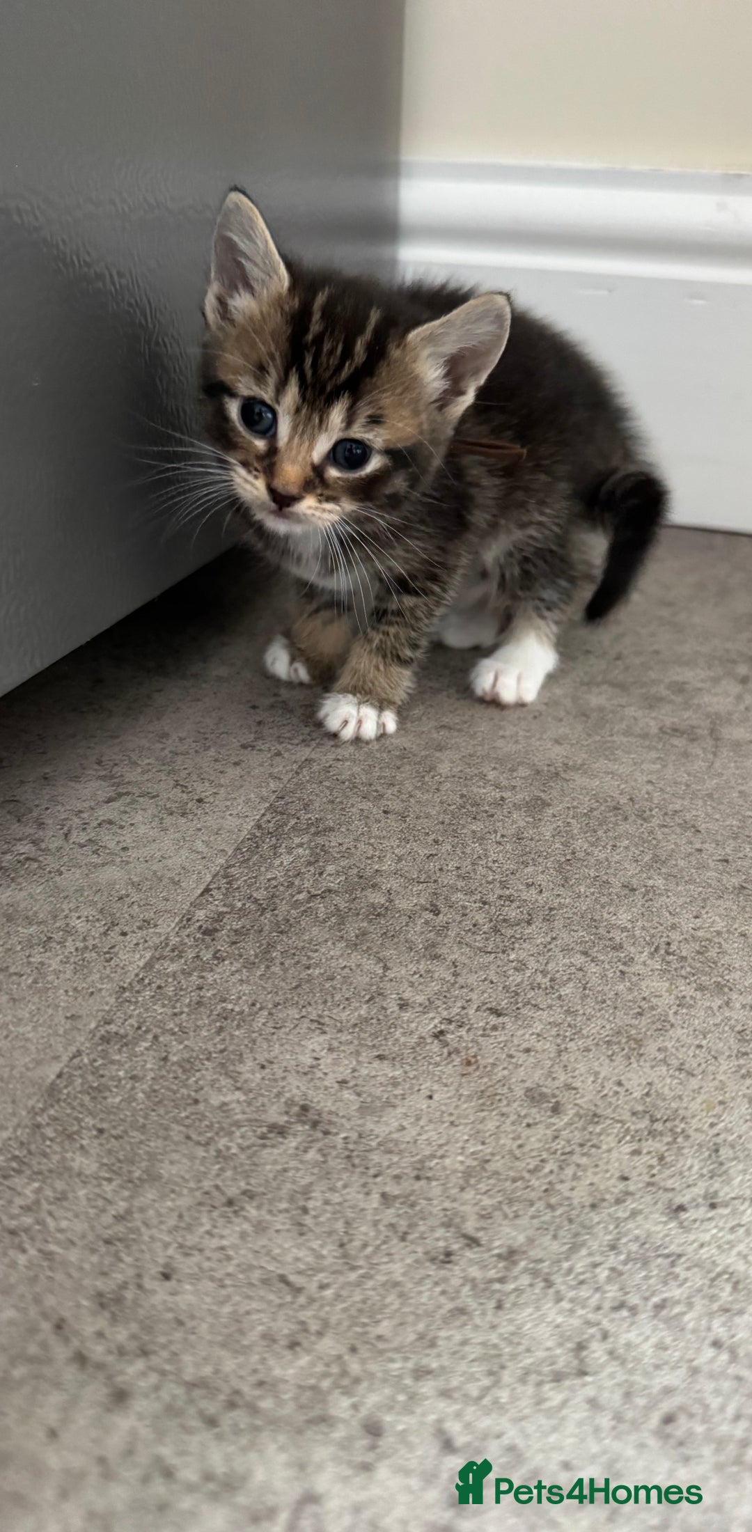 Mixed Breed cats for sale: Mixed breed kittens  - Image 3