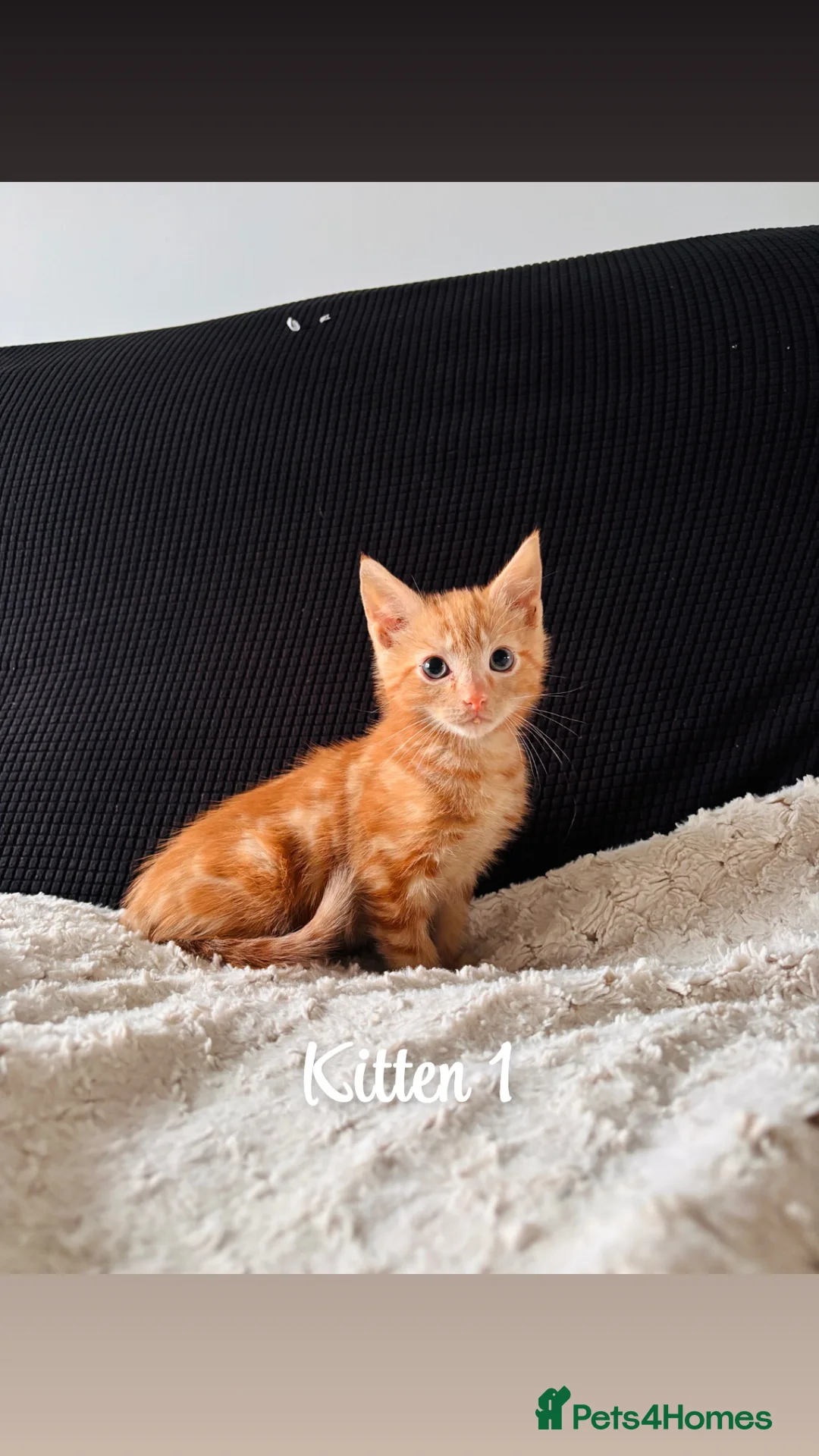 Domestic Shorthair cats for sale: Ginger kittens - Advert 3