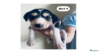 Saluki dogs - Advert 16