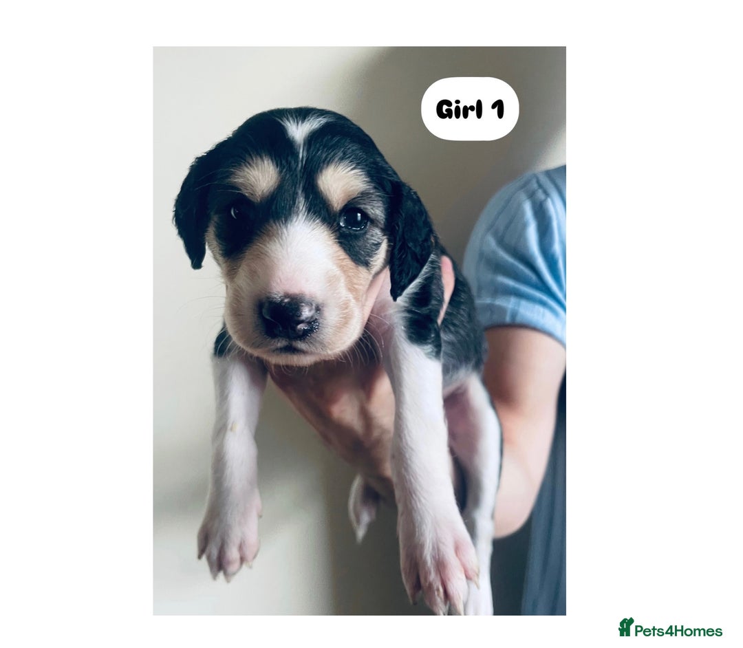 Saluki dogs for sale: KC registered Saluki puppies - Image 2