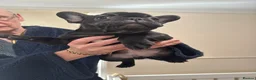 French Bulldog dogs for sale: stunning french bulldogs - Advert 12