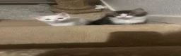 Turkish Angora cats for sale: Turkish angora kittens  - Advert 4
