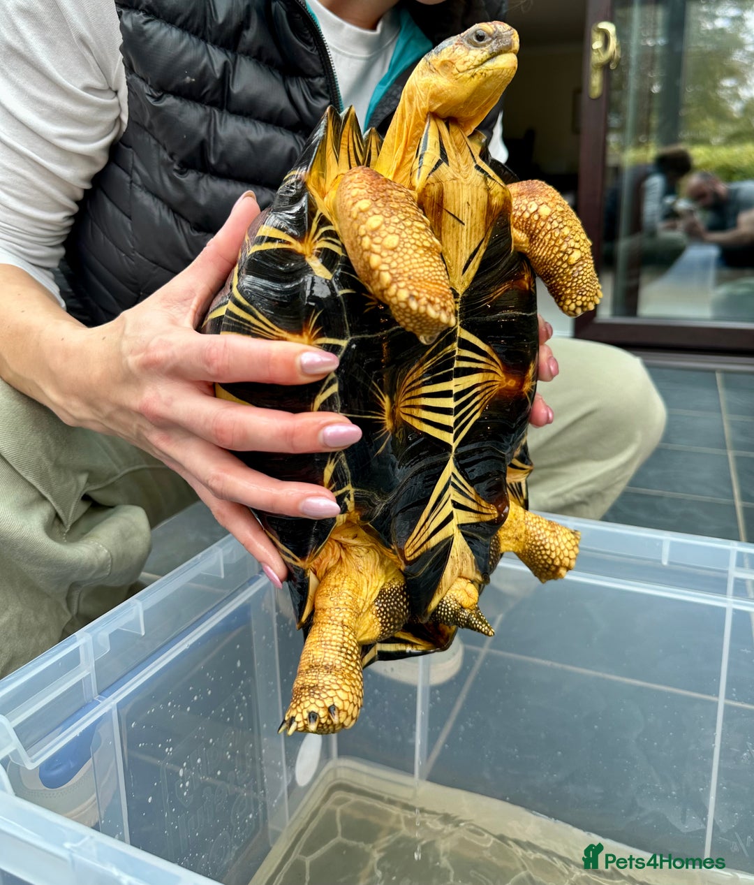 Tortoise reptiles for sale: Beautiful radiated for sale - Image 6