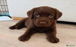 Labrador Retriever dogs for sale: Unique Labrador Retriever Puppies - Image 6