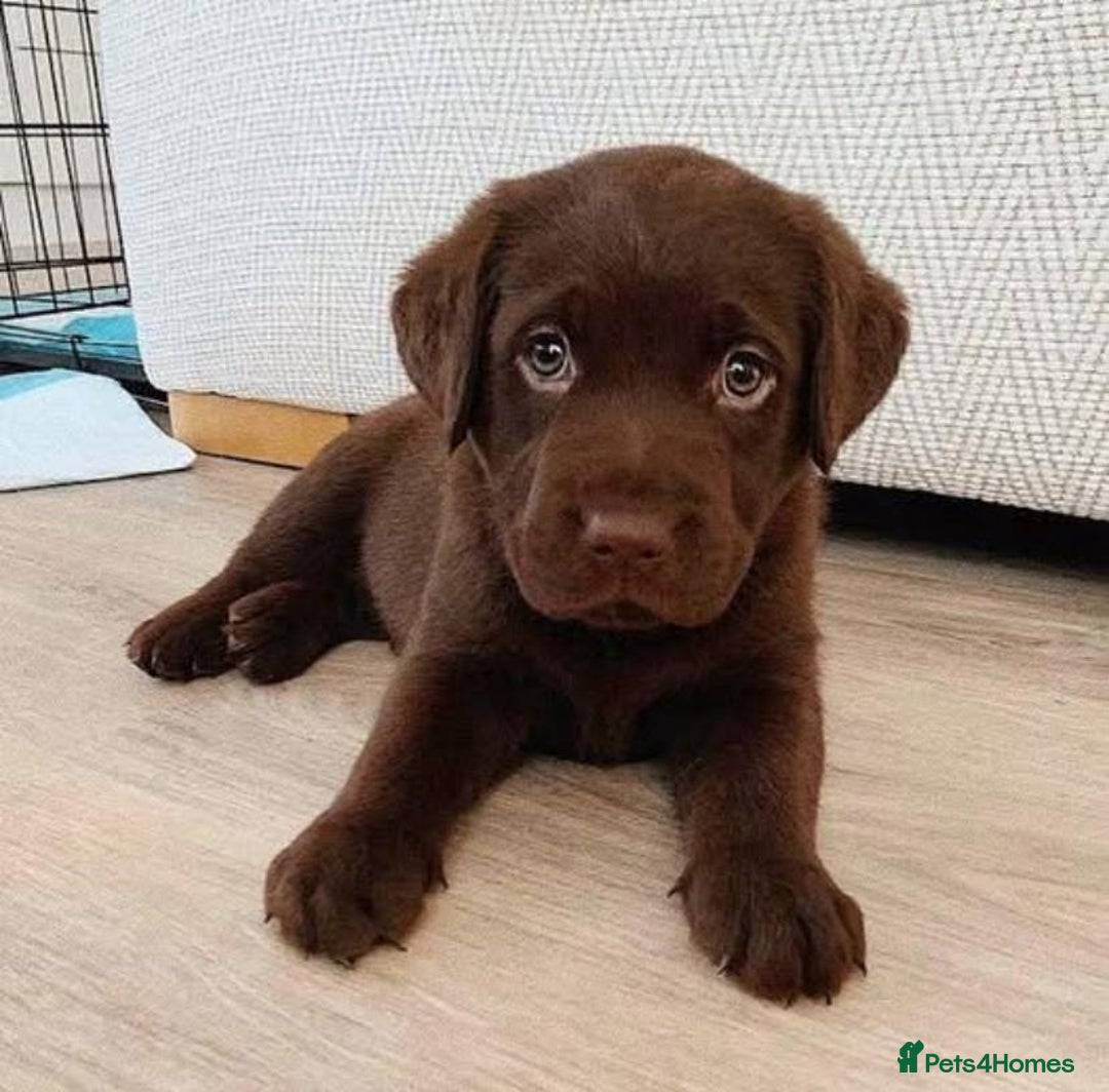 Labrador Retriever dogs for sale: Unique Labrador Retriever Puppies - Image 6
