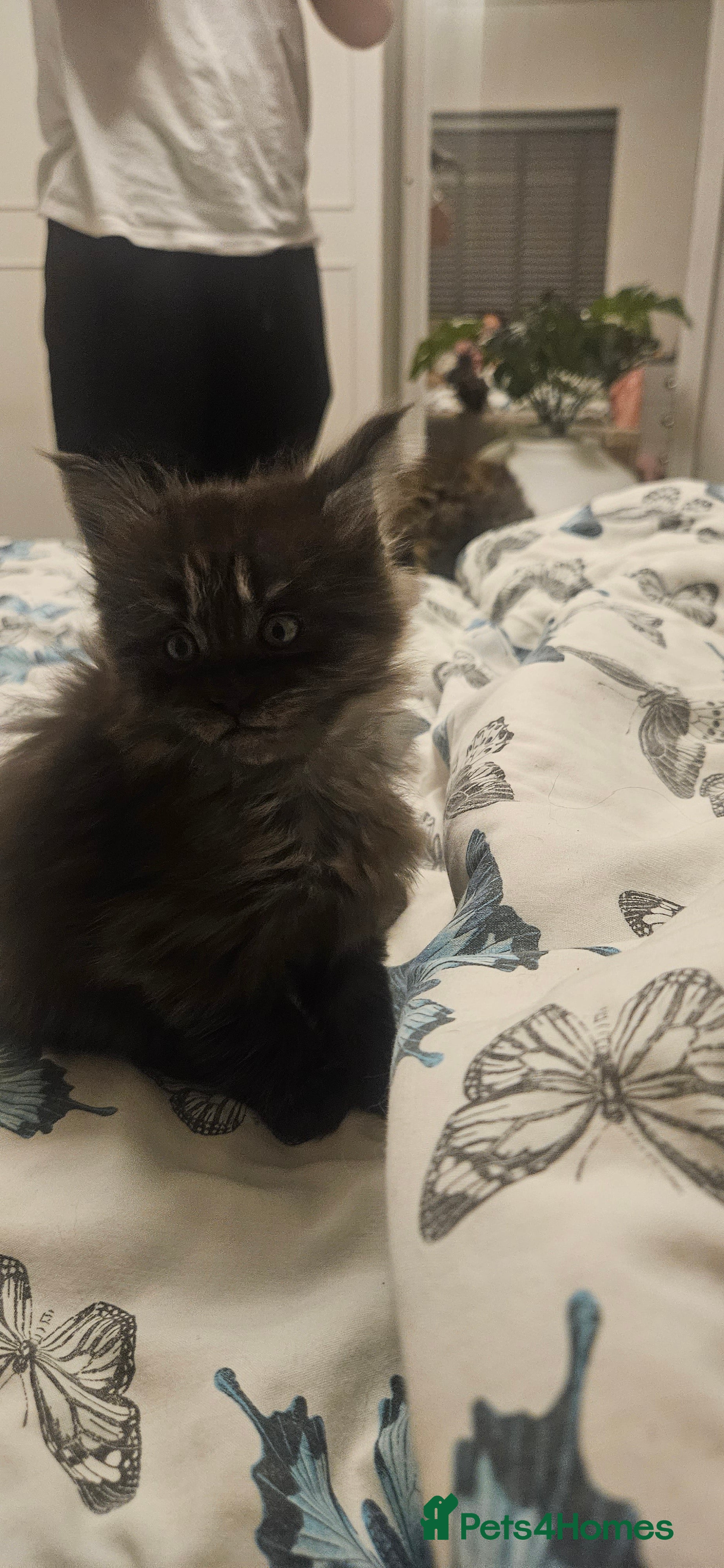 Maine Coon cats Beautiful outstanding tica registered maine coons  - Advert 7