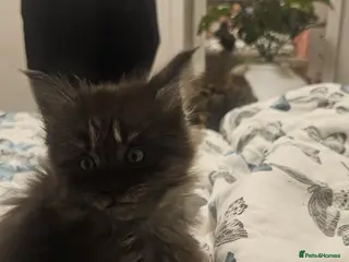 Maine Coon cats Beautiful outstanding tica registered maine coons - Advert 7