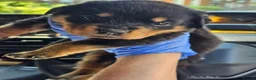 Rottweiler dogs for sale: Strong working line Rottweiler pups for sale in Dartford - Advert 34