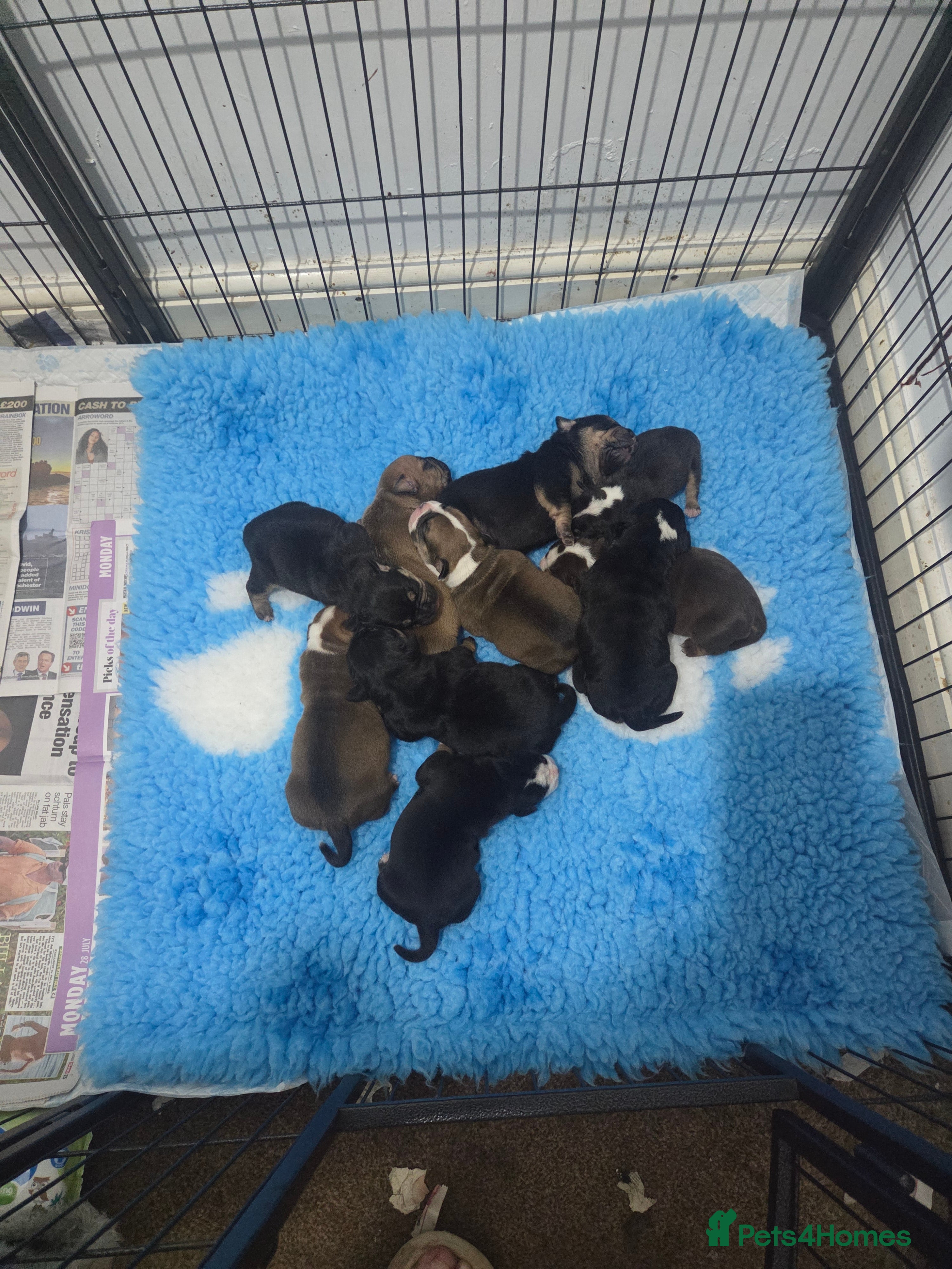 Olde English Bulldogge dogs Olde english bulldogee - Advert 1