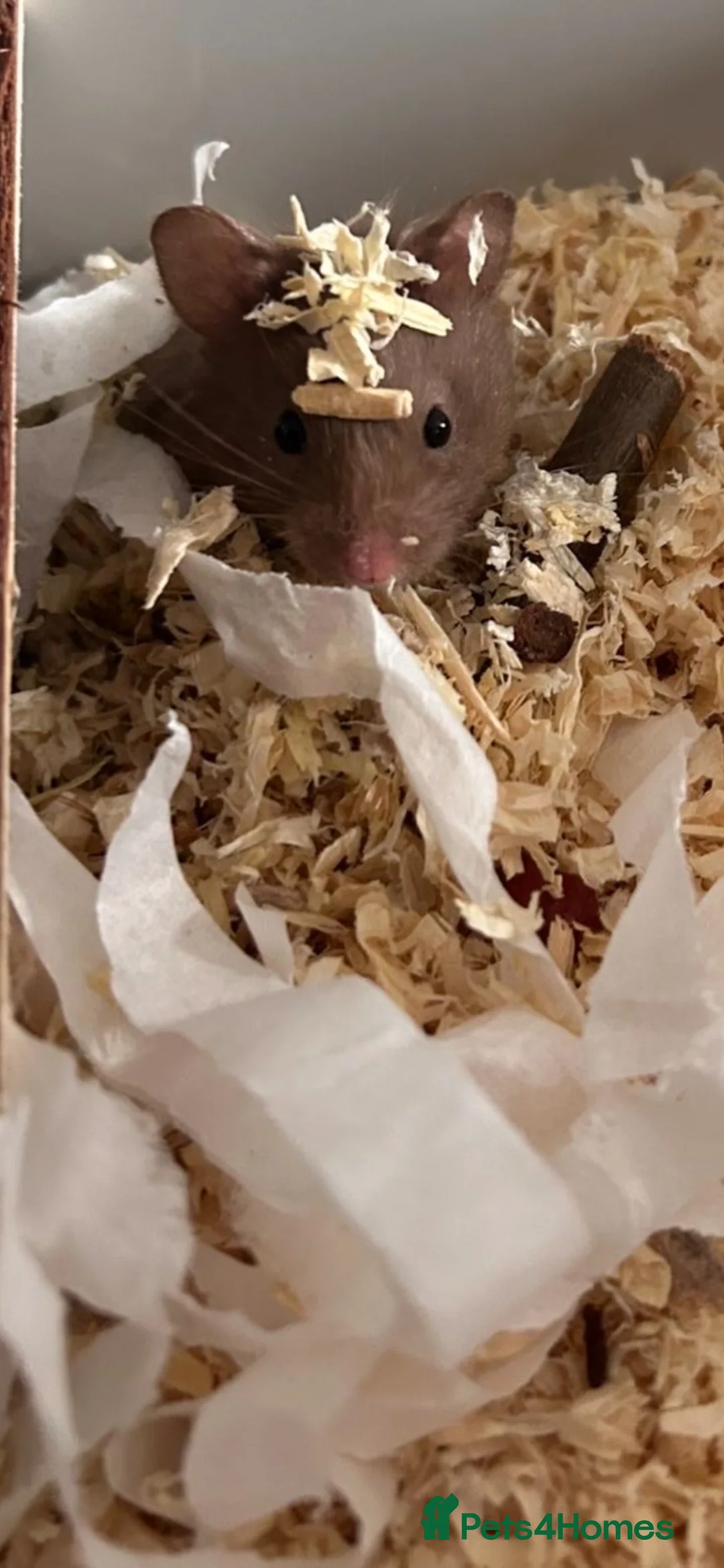 Hamster rodents for sale: Syrian Hamster  long haired - Advert 2
