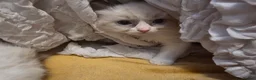 Ragdoll cats for sale: 🩵 6 Beautiful pure ragdolls 🩷 - Advert 15
