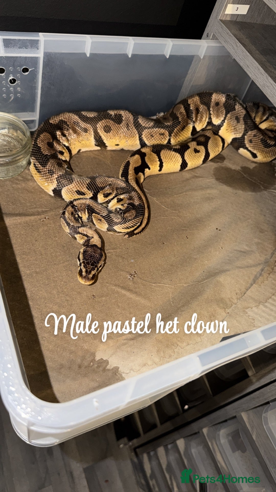 Python Snake reptiles Ball python collection on sale read below - Advert 1