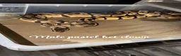 Python Snake reptiles for sale: Ball python collection  in Crewe - Advert 3