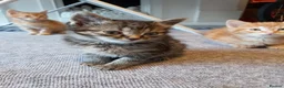 Mixed Breed cats for sale: 4 mixed kittens ready for loving homes - Advert 4