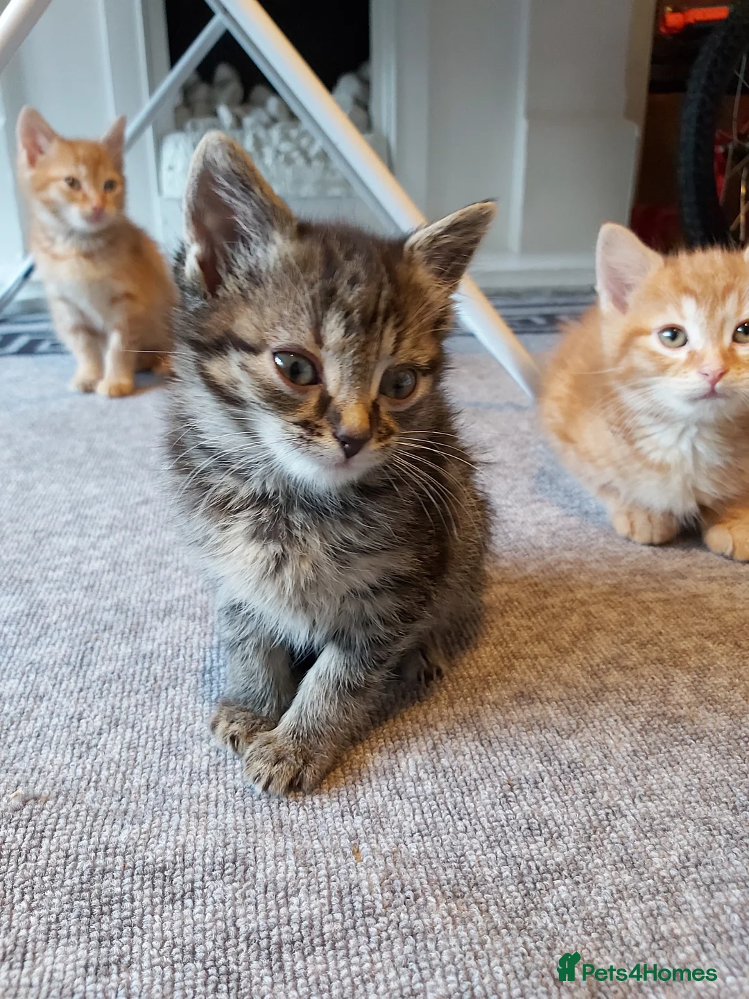 Mixed Breed cats for sale: 4 mixed kittens ready for loving homes - Advert 2