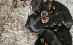 Yorkshire Terrier dogs for sale: 7 miniature Yorkshire terrier puppies - Image 3