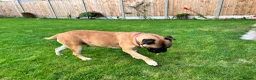 Bullmastiff dogs for sale: Gentle Girl - Advert 3