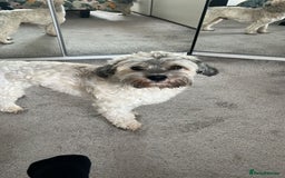 Havanese dogs for stud: Our⭐️Teddy⭐️ is available for stud. - Image 11