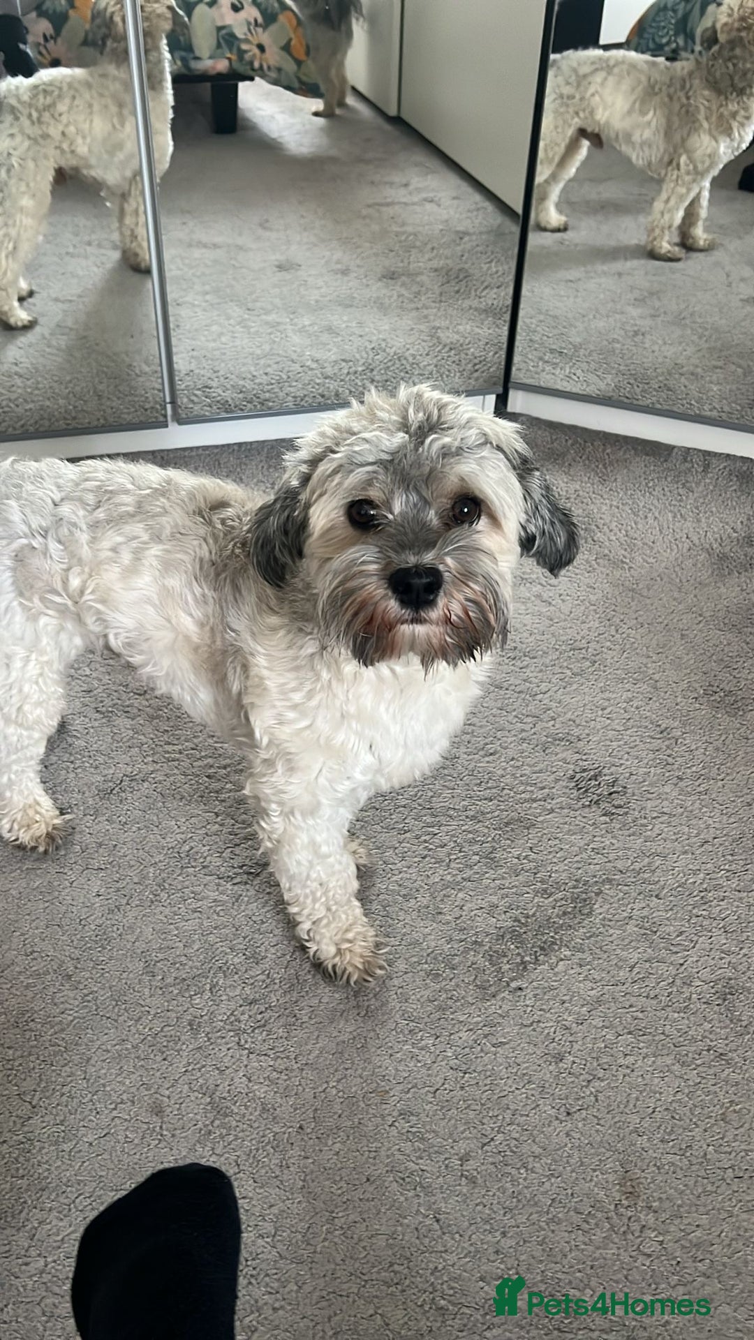 Havanese dogs for stud: Our⭐️Teddy⭐️ is available for stud. - Image 11