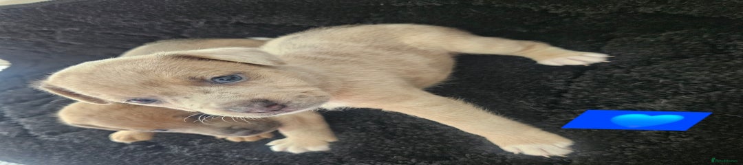 Jack Russell Puppy 4