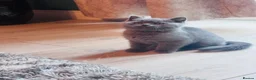 British Shorthair cats for sale: Beautiful British Shorthair Kitten 🐾 - Advert 6