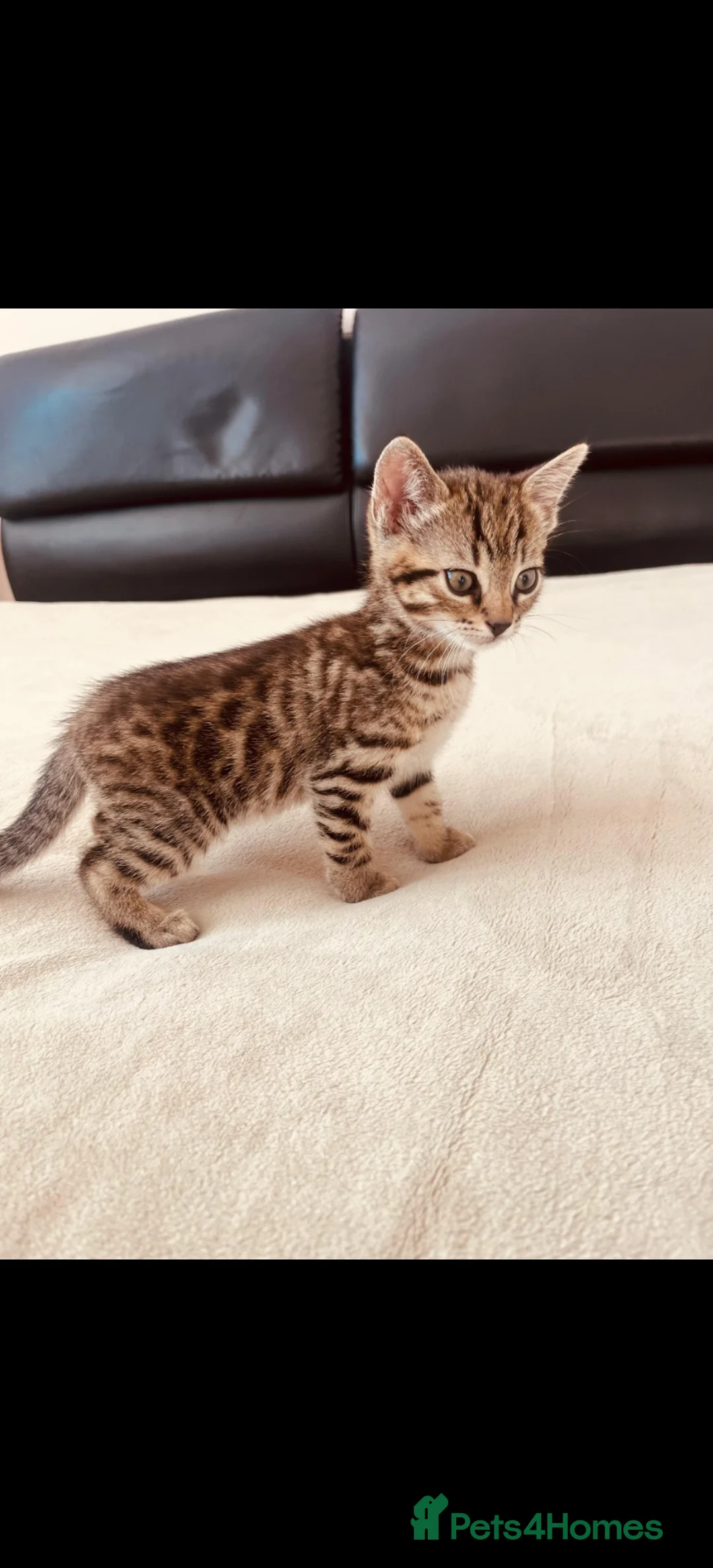 Bengal cats for sale: Bengal mixed kittens - Advert 9