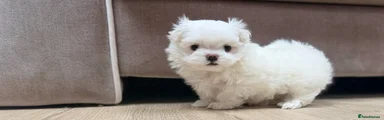 Maltese Puppy 3