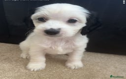 Mixed Breed dogs for sale: Jackapoo x cockerspaniel  - Image 12