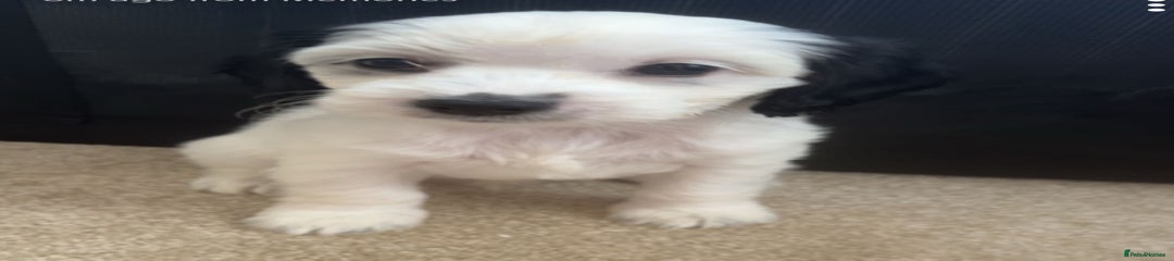 Mixed Breed Puppy 4