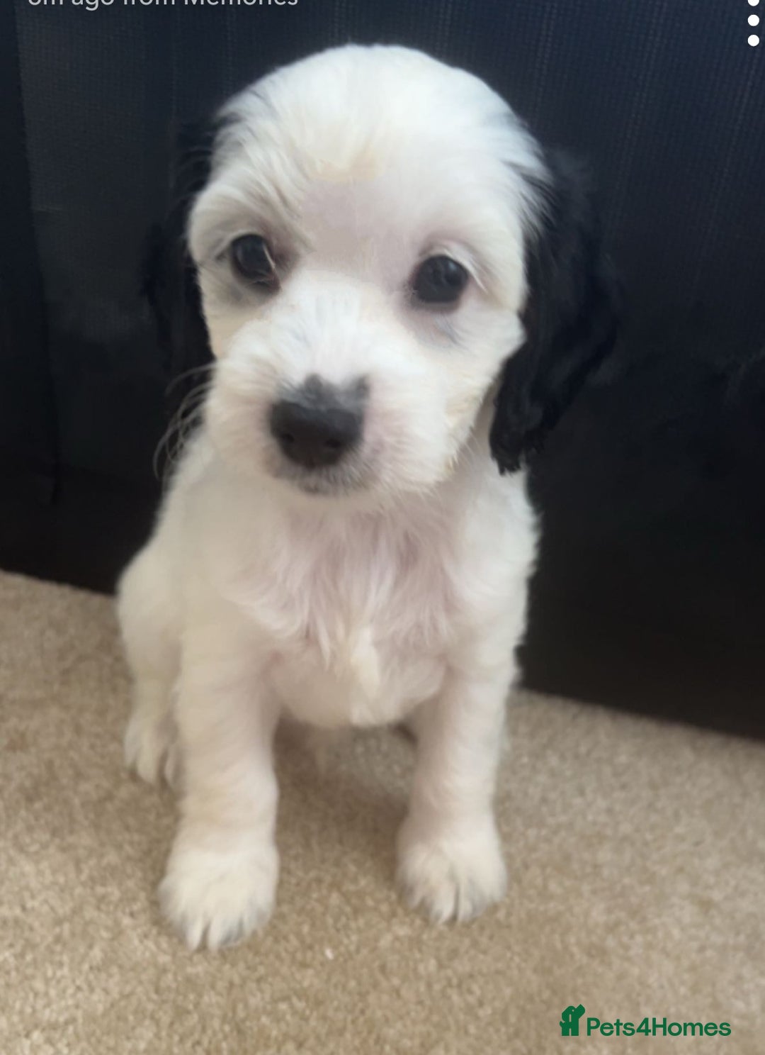 Mixed Breed dogs for sale: Jackapoo x cockerspaniel  - Image 12